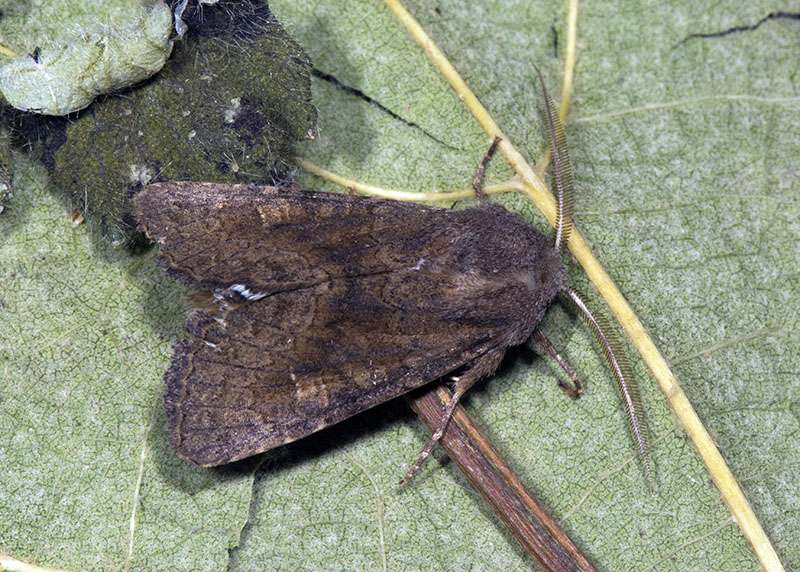 Noctuidae - Aporophyla lueneburgensis